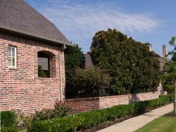 Maturing row of Little Gem Magnolias that have grown together to form a Privacy Screen Hedge. Found in Carrollton, Texas and photographed by Treeland Nursery.