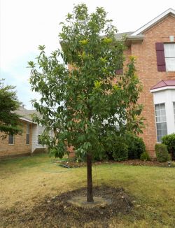 Large Monterey Oak tree planted in a frontyard by Treeland Nursery.