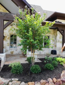Muskogee Crape Myrtle Planted in a frontyard flowerbed by Treeland Nursery.