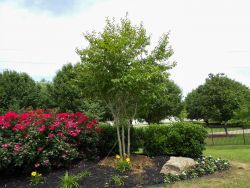 Muskogee Crape Myrtle tree planted in a backyard flowerbed by Treeland Nursery.