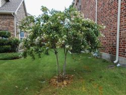 White Natchez Crape Myrtle planted and installed by Treeland Nursery. Flowering trees available at Treeland Tree Farm North of Dallas, Texas.