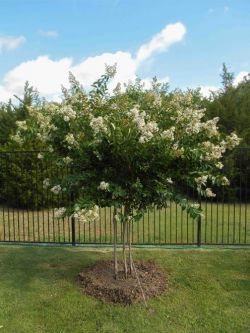 Natchez Crape Myrtle planted along fence by Treeland Nursery.