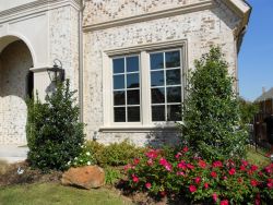 Nellie R. Stevens Holly trees planted by Treeland Nursery in a frontyard flowerbed.