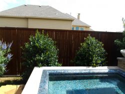 Vitex tree on the left, and 2 Full to the ground Nellie R Stevens Hollies planted by a pool. Trees provided and planted by Treeland Nursery.