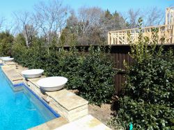 Full to the ground Nellie R Stevens Hollies planted between a pool and fence. Trees provided and planted by Treeland Nursery.