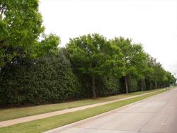 Mature Nellie R Stevens Hollies that have been pruned into a narrow hedge wall. Photographed in Plano, TX by Treeland Nursery.