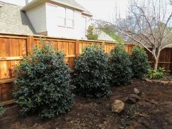 Nellie R Stevens Holly Trees planted along a fence while will mature into a privacy hedge.