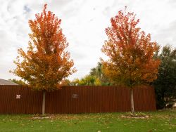 October Glory Maples in the Fall in North Texas. Photographed by Treeland Nursery in Arlington, TX.