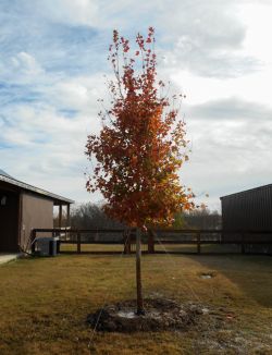 October Glory Maple Tree planted by Treeland Nursery in the Fall.