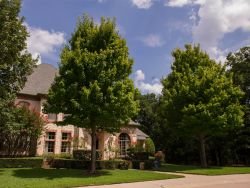 Mature October Glory Maple Trees photographed in Mckinney, Texas. Photographed by Treeland Nursery.