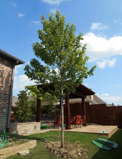 October Glory Maple tree planted in a backyard by Treeland Nursery.