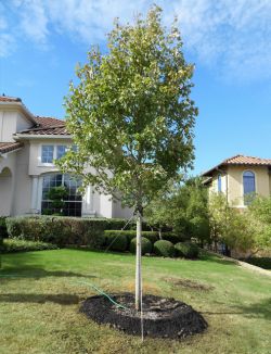 Large October Glory Maple tree planted in a frontyard by Treeland Nursery.