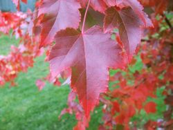 October Glory Maple leaves in the Fall. Photographed by Treeland Nursery.