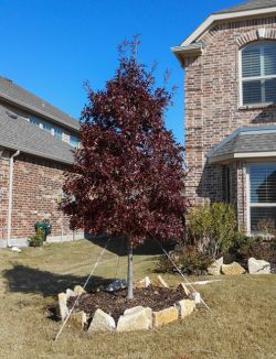 Red Oak Tree planted in the Fall by Treeland Nursery in a Frisco, Texas frontyard.