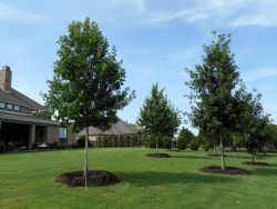 Red Oak and Bur Oak trees planted in a backyard for shade. Planted by Treeland Nursery.