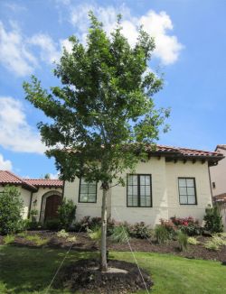 Large Red Oak tree installed in a frontyard by Treeland Nursery. This will provide Fall color that ranges from brown rusty red to bright fiery red depending on the rains each year.