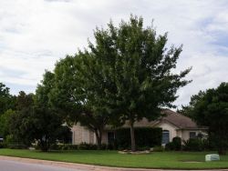 Mature Red Oak Tree found in a frontyard inside a stone ring. Photographed by Treeland Nursery.