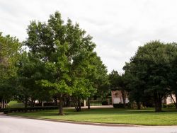 Mature Red Oak Tree on the left side of the yard. Maturing Cedar Elm on the right side. Photographed by Treeland Nursery.