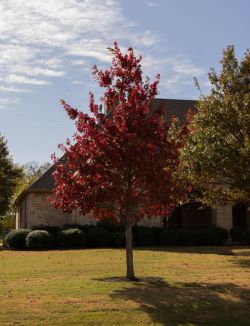 Maturing Red Oak tree photographed in Mckinney, Texas during the Fall by Treeland Nursery.