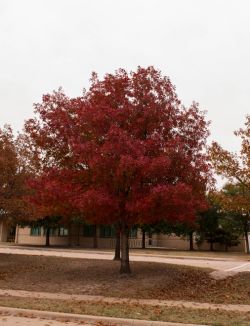 Red Oaks range in color from rusty-red to a more bold red like the tree shown during the Fall. Photographed by Treeland Nursery.