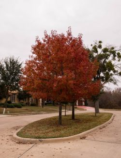 Red Oak tree with Fall color in a median in Frisco, Texas. Photographed by Treeland Nursery.