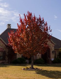 Mature Red Oak tree with Fall color in frontyard photographed by Treeland Nursery.