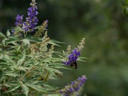 The flowers of the Vitex 'Delta Blues' provide much needed food for local pollinators such as butterflies and bees. Photographed at Treeland Nursery.