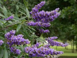 A close up of the 'Shoal Creek' Vitex Tree flowers. This tree is planted at Treeland Nursery.
