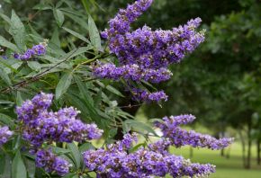 A close up of the 'Shoal Creek' Vitex Tree flowers. This tree is planted at Treeland Nursery.