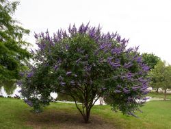 'Shoal Creek' Vitex Tree when it first blooms out in the Summer. This tree is planted at Treeland Nursery.