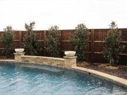 Little Gem Magnolias planted around a pool as a privacy screen. Installed by Treeland Nursery.