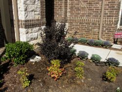 Black Diamond Crape Myrtle planted in a frontyard by Treeland Nursery.