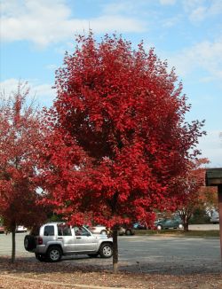 Mature Brandywine Maple Tree photographed in the Fall.