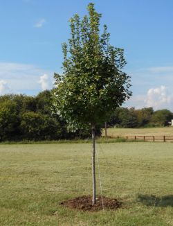 Brandywine Maple Tree planted in a field for shade by Treeland Nursery.