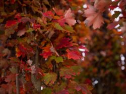 Brandywine Maple leaves right as they begin to turn fall colors. Photographed by Treeland Nursery.