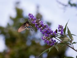 Swallowtail Butterfly on a Vitex 'Shoal Creek' flower at Treeland Nursery.