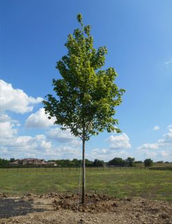 Large October Glory Maple planted by Treeland Nursery in Southlake, Texas. Large shade trees for sale in Dallas, Texas.