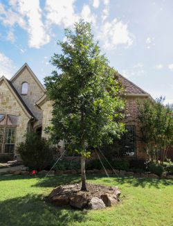 Shumard Red Oak tree planted in a frontyard and surrounded by beautiful landscaping by Treeland Nursery.