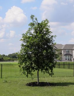 Red Oak tree planted along a fence line in a backyard by Treeland Nursery.