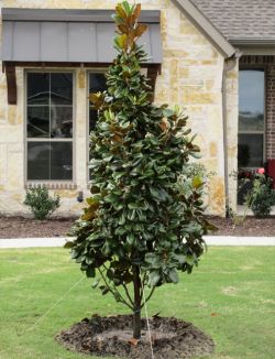 Teddy Bear Magnolia planted and installed in a frontyard by Treeland Nursery. Evergreen trees for Dallas, Texas landscapes.