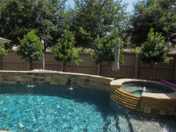 Eagleston Holly Trees in tree form planted between a pool and fence for privacy screening in a backyard. Planted by Treeland Nursery.