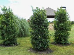 Full to the ground Eagleston Holly trees planted in a window formation to create a privacy screen. Planted and installed by Treeland Nursery.