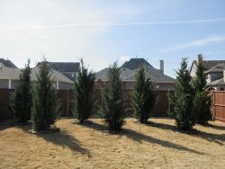 Eastern Red Cedar Brodie trees staggered to create a privacy screen once mature. Trees planted and installed by Treeland Nursery.