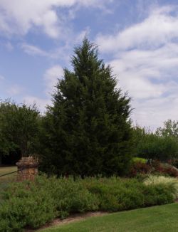 Mature Eastern Red Cedar surrounded by beautiful landscaping. Photographed in Frisco, Texas by Treeland Nursery.