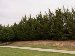 Row of Eastern Red Cedar trees that have formed a privacy screen. Photographed in Frisco, Texas by Treeland Nursery.