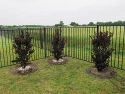 Grouping of Black Diamond Crape Myrtles planted in a backyard by Treeland Nursery.