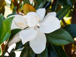 DD Blanchard Magnolias have large white saucer flowers throughout the summer. Photographed at our tree farm north of Dallas, Texas by Treeland Nursery.