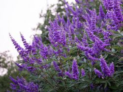 Vitex 'Shoal Creek' blooming in the Summer with dark purple blooms and green leaves. Photographed by Treeland Nursery.