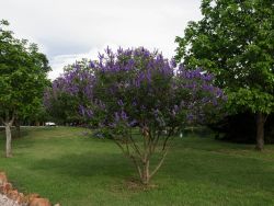 Vitex 'Shoal Creek' pruned into tree form with a wide spreading canopy at Treeland Nursery.