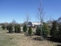 Privacy screen using a mixture of cedars and hollies. Maple trees were added in for variety but are not evergreen.